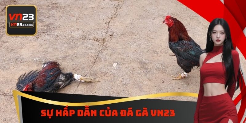 Sự hấp dẫn của đá gà VN23